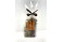 Sachet de toucans assortis 150g